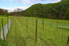 PINOT_NERO_15_05_23-1
