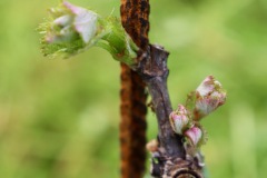 PINOT_NERO_15_05_23-10