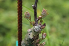 PINOT_NERO_15_05_23-11