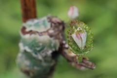 PINOT_NERO_15_05_23-12