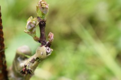 PINOT_NERO_15_05_23-2