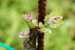 PINOT_NERO_15_05_23-3