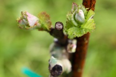 PINOT_NERO_15_05_23-4