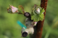 PINOT_NERO_15_05_23-5