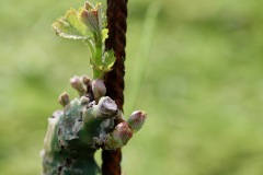 PINOT_NERO_15_05_23-6