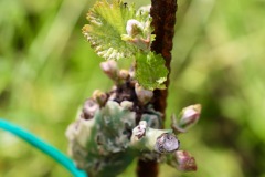 PINOT_NERO_15_05_23-7