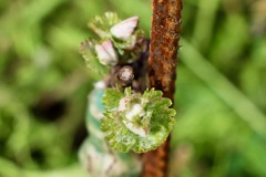 PINOT_NERO_15_05_23-8
