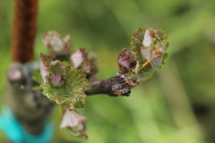 PINOT_NERO_15_05_23-9