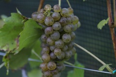 IMG_0572