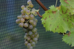 IMG_0579