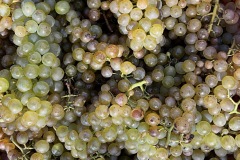 IMG_0048