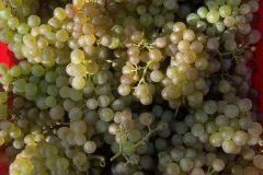 IMG_3976