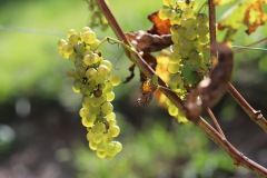 SORELI_04_09_22-1