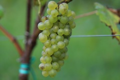 SORELI_04_09_22-11