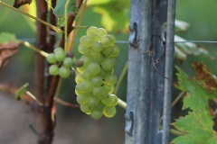 SORELI_04_09_22-14