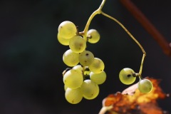 SORELI_04_09_22-16