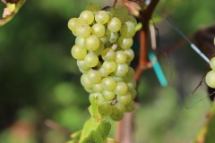 SORELI_04_09_22-2