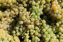 VENDEMMIE_2023-11