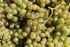 VENDEMMIE_2023-12