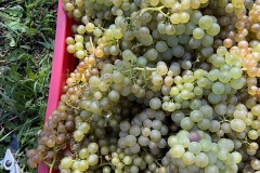 VENDEMMIE_2023-13
