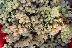 VENDEMMIE_2023-15