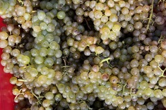VENDEMMIE_2023-16