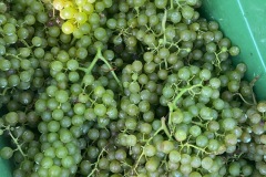 VENDEMMIE_2023-5