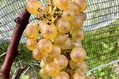VENDEMMIE_2023-7