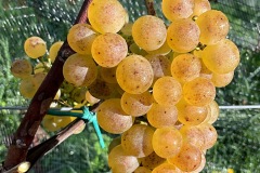 VENDEMMIE_2023-8