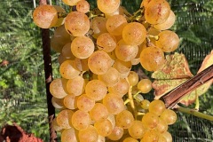 VENDEMMIE_2023-9