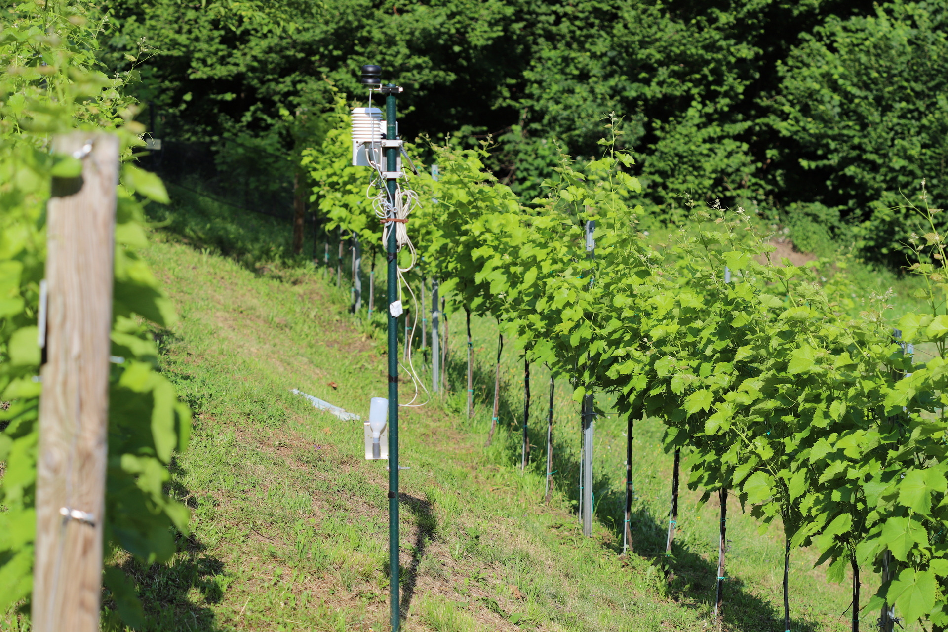 Le vigne
