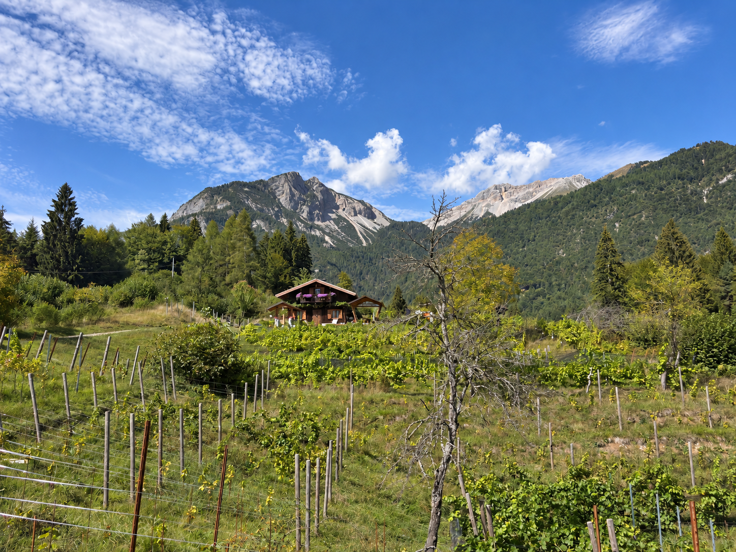 Vigneto e casa in legno ai piedi delle Dolomiti Friulane a Forni di Sotto