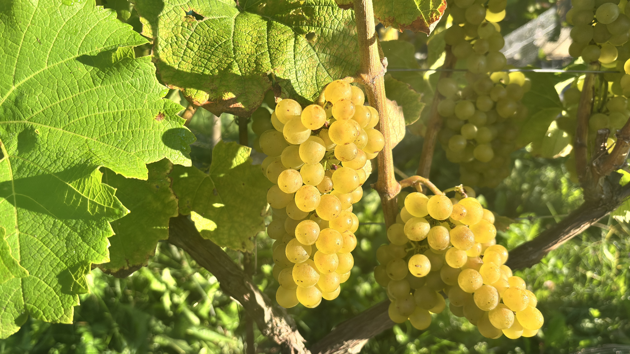 Grappoli di uva bianca e foglie di vite illuminate dal sole